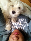 CHARLYE ya en casa como un rey¡¡!! adoptado 2013