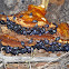 Pleasing Fungus Beetle