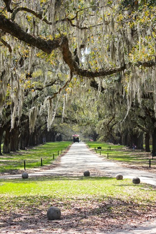 [BooneHallDriveway%2520%25281%2520of%25201%2529%255B4%255D.jpg]
