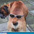 funny-dog-picture-ass.jpg
