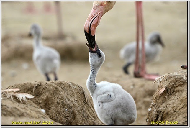 Slimbridge WWT