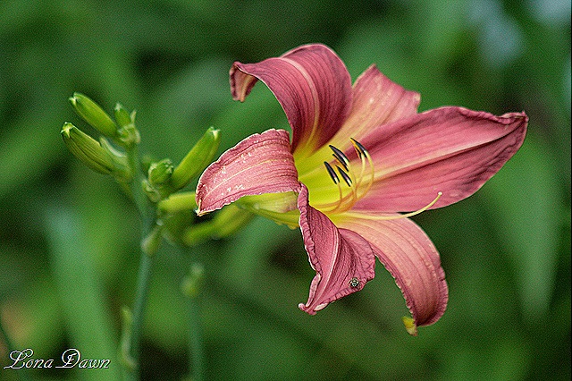 [Lily2_PrairieBlueEyes%255B9%255D.jpg]