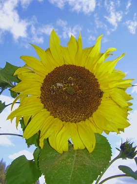 [sunflowerbighead2.jpg]