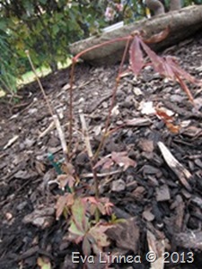 IMG_7512 IMG_7512