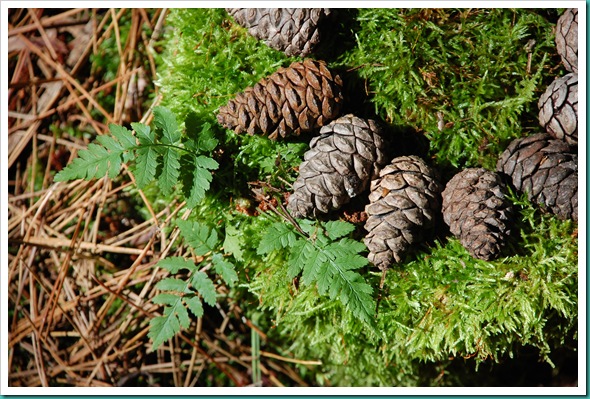 Pinecone Cake 2