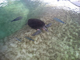 Sea turtle exhibit