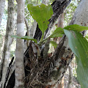 Orquidea