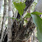 Orquidea