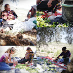 some olive harvest photos 001
