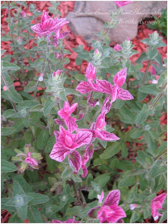IMG_1319 copy
