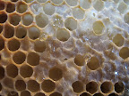 Isn't it just amazing how the honeybees make all of this honey?  Everything is so neat and orderly.