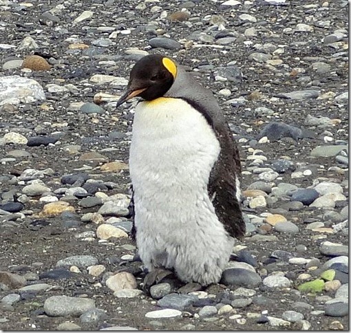 King_Penguins_DSC01025 King_Penguins_DSC01025