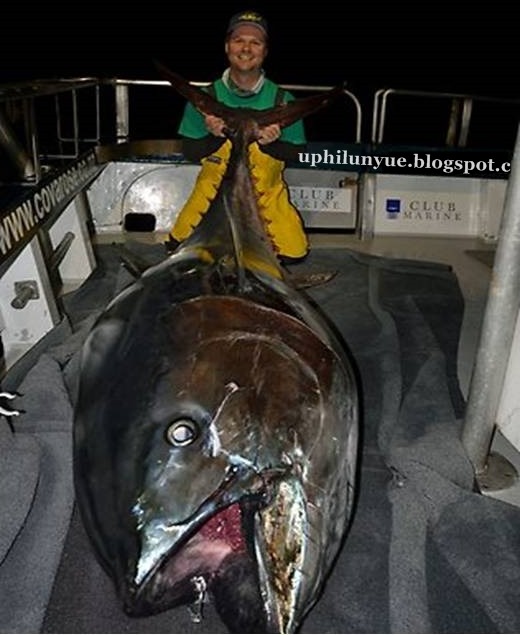 [Bluefin%2520600%2520pound%2520plus%2520Landed%2520in%2520New%2520Zealand%255B9%255D.jpg]