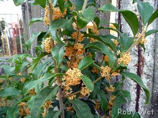 olea fragrans arancione