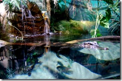 aquarium12