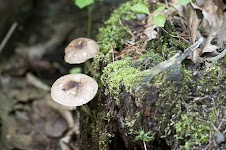 DSC_0184a_1.JPG