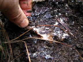 I HOPE this is Hypsizygus ulmarius Garden Patch mycelium