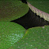 Viktória tündérrózsa / DSCN3288.JPG