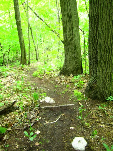 Twin lakes singletrack in excellent condition after being blown today
