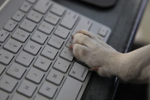 Let's ask our readers to send us their pet holiday photos!