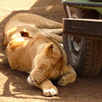 Löwensiesta am Pirschfahrzeug © Foto: Ulrike Pârvu | Outback Africa Erlebnisreisen