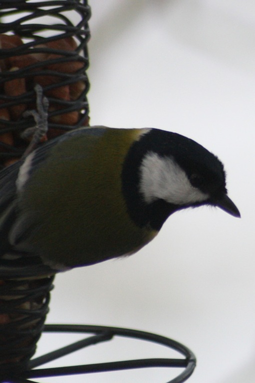 [IMG_7752%255B5%255D.jpg]