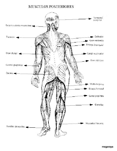 cuerpo humano musculos posteriores