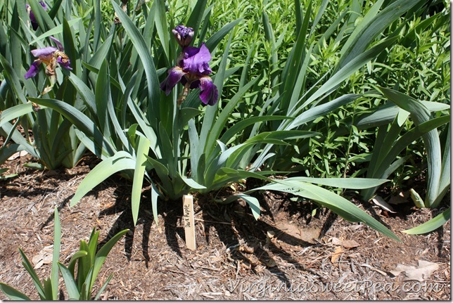 Iris4 Iris4