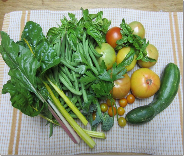 Chard, beans, herbs and tomatoes