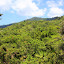 High Above The Rain Forest Canopy - Oak Beach, Australia