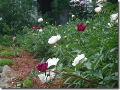 June Peonies_June 2011 009