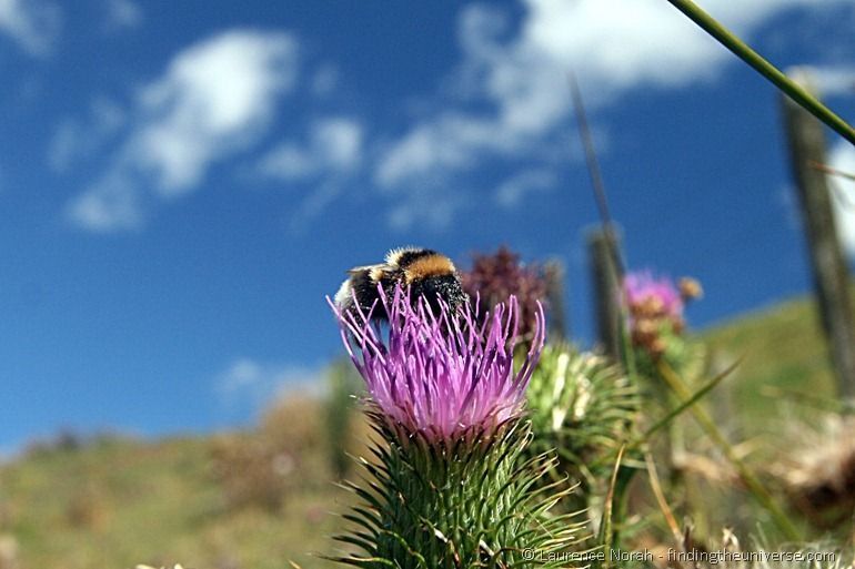 Bee on thistle