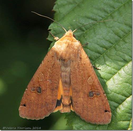 Large-Yellow-Underwing-2 Large-Yellow-Underwing-2