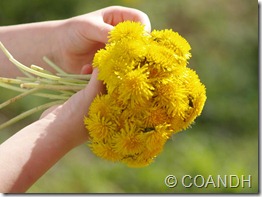 P1018451_crop