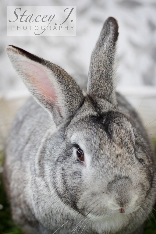 [Thumper%2520001%2520copy%255B4%255D.jpg]