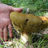 ten borowik był naprawdę duuuży ;) dsc00860.jpg