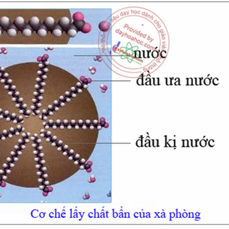 Cơ chế của sự tẩy rửa