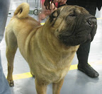 Chinese Shar Pei