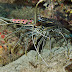Painted Spiny Lobster - Photo (c) 104623964081378888743, some rights reserved (CC BY-NC-SA)