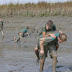 Givers Saefthinge 2009