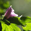 IMGP6118.JPG