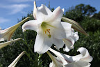 I can practically hear Francesca chiming in with how they can reach upwards of 7-feet tall and typically have 8 to 10 flowers per stem!