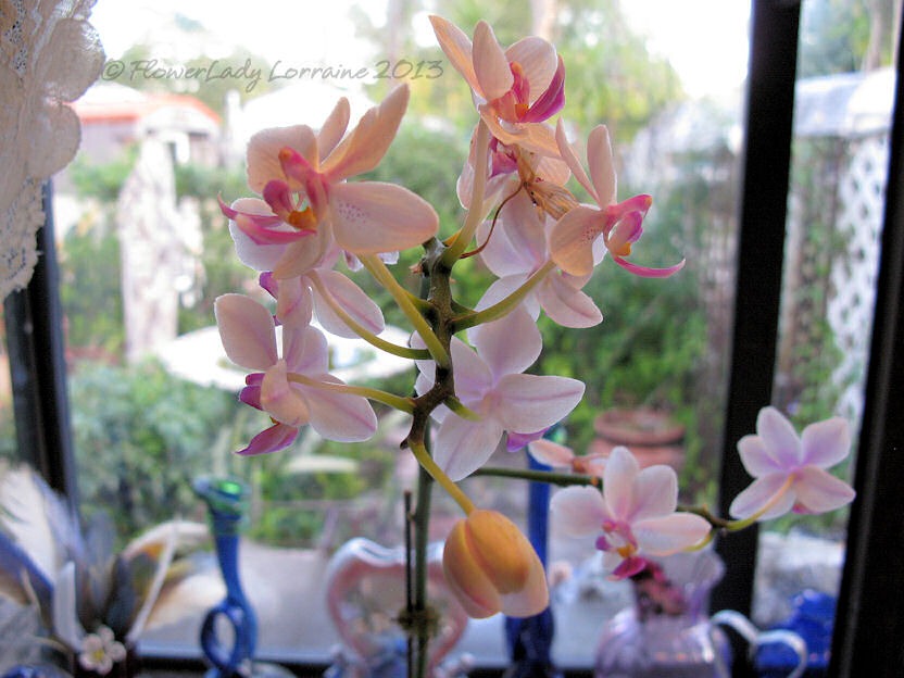[03-14-unkn-orchid%255B4%255D.jpg]