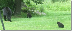 IMG_0631 IMG_0631