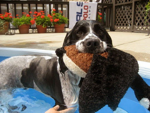 Soon, the pheasant toy that belonged to his Grandfather, Jack, became a favorite toy to take swimming with him. Soon, the pheasant toy that belonged to his Grandfather, Jack, became a favorite toy to take swimming with him.