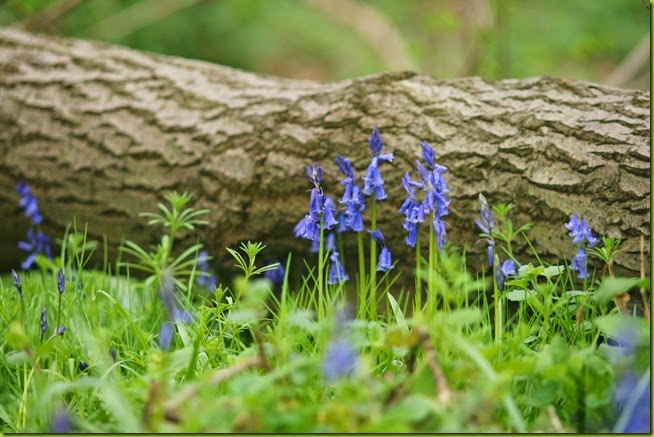 fallen tree with bluebells