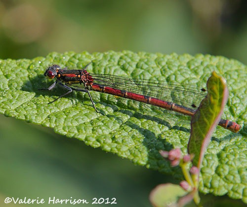[large-red-damselfly-2%2520%25283%2529%255B2%255D.jpg]