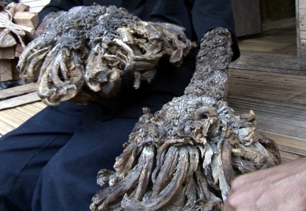 [hombre%2520arbol%2520antes%2520y%2520despues%2520%25281%2529%255B5%255D.jpg]