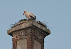 Storch auf dem Dammgut Ritterhude
