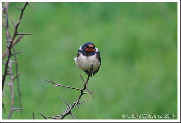 DSC_0526 DSC_0526